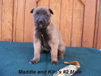 Maddie's #2 Male, a male Belgian Malinois for sale in Konawa, OK – Photo 4 of 7
