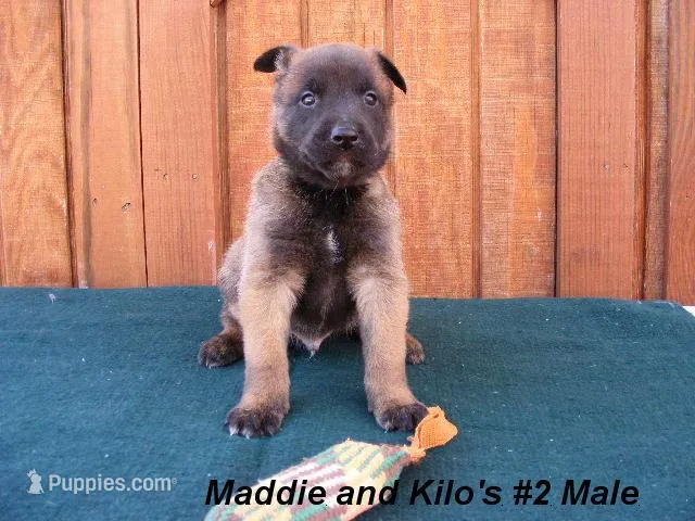 Maddie's #2 Male, a male Belgian Malinois for sale in Konawa, OK – Photo 1 of 7