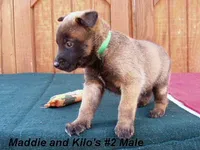 Maddie's #2 Male, a male Belgian Malinois for sale in Konawa, OK – Photo 7 of 7