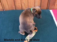 Maddie's #2 Male, a male Belgian Malinois for sale in Konawa, OK – Photo 5 of 7