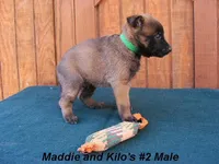 Maddie's #2 Male, a male Belgian Malinois for sale in Konawa, OK – Photo 2 of 7