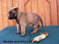 Maddie's #2 Male, a male Belgian Malinois for sale in Konawa, OK – Photo 3 of 7