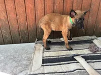 Jewels' Green Female , a female Belgian Malinois for sale in Konawa, OK – 3 of 8