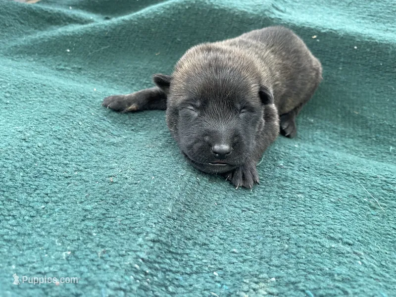 Sonja's Yellow Male, a male Dutch Shepherd for sale in Konawa, OK – 1 of 8