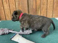Sonja's Red Male, a female Dutch Shepherd for sale in Konawa, OK – 5 of 8