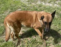 Jewels' Red Female, a female Belgian Malinois for sale in Konawa, OK – 7 of 8