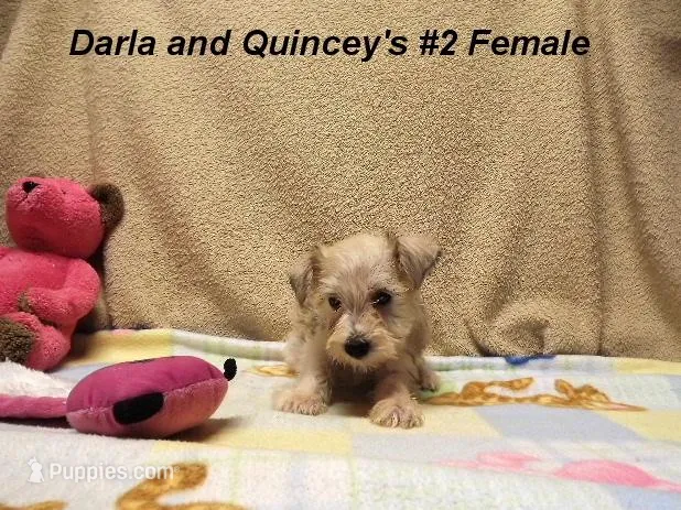 Darla's #2 Female, a female Miniature Schnauzer for sale in Konawa, OK – Photo 1 of 8