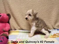 Darla's #2 Female, a female Miniature Schnauzer for sale in Konawa, OK – Photo 5 of 8