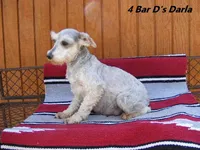 Darla's #2 Female, a female Miniature Schnauzer for sale in Konawa, OK – Photo 7 of 8