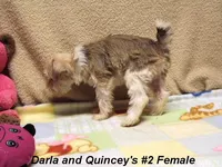 Darla's #2 Female, a female Miniature Schnauzer for sale in Konawa, OK – Photo 4 of 8