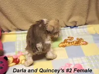 Darla's #2 Female, a female Miniature Schnauzer for sale in Konawa, OK – Photo 3 of 8