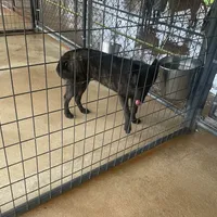 Robbie's Blue Female, a female Dutch Shepherd for sale in Konawa, OK – Photo 5 of 8