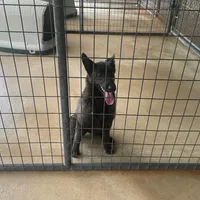 Robbie's Blue Female, a female Dutch Shepherd for sale in Konawa, OK – Photo 1 of 8