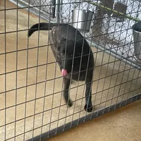 Robbie's Blue Female, a female Dutch Shepherd for sale in Konawa, OK – Photo 2 of 8