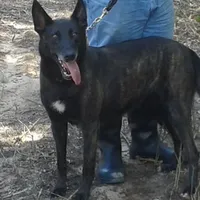 Robbie's Blue Female, a female Dutch Shepherd for sale in Konawa, OK – Photo 8 of 8