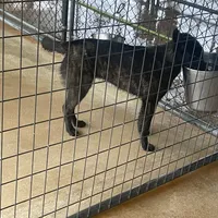 Robbie's Blue Female, a female Dutch Shepherd for sale in Konawa, OK – Photo 3 of 8