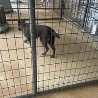 Robbie's Blue Female, a female Dutch Shepherd for sale in Konawa, OK – Photo 6 of 8