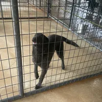 Robbie's Blue Female, a female Dutch Shepherd for sale in Konawa, OK – Photo 4 of 8