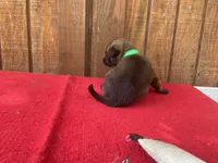 Jewels' Green Female , a  Belgian Malinois for sale in Konawa, OK – 7 of 9