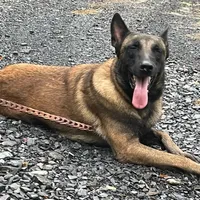 Izzey and Booger's Red Girl, a female Belgian Malinois for sale in Konawa, OK – Photo 8 of 8