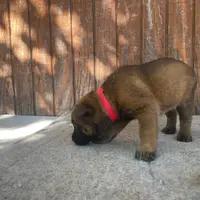 Izzey and Booger's Red Girl, a female Belgian Malinois for sale in Konawa, OK – Photo 5 of 8