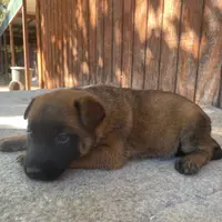 Izzey and Booger's Red Girl, a female Belgian Malinois for sale in Konawa, OK – Photo 4 of 8