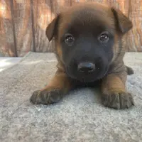 Izzey and Booger's Red Girl, a female Belgian Malinois for sale in Konawa, OK – Photo 6 of 8