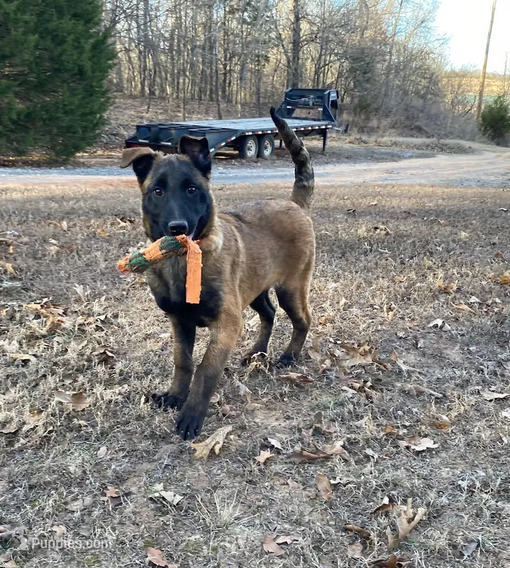 Izzey and Booger's orange Girl – Belgian Malinois puppy for sale in Konawa, OK