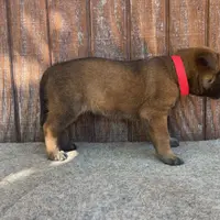 Izzey and Booger's Red Girl, a female Belgian Malinois for sale in Konawa, OK – Photo 2 of 8
