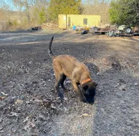 Izzey and Booger's orange Girl, a female Belgian Malinois for sale in Konawa, OK – Photo 2 of 4