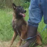 Izzey and Booger's Red Girl, a female Belgian Malinois for sale in Konawa, OK – Photo 7 of 8