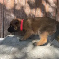 Izzey and Booger's Red Girl, a female Belgian Malinois for sale in Konawa, OK – Photo 3 of 8