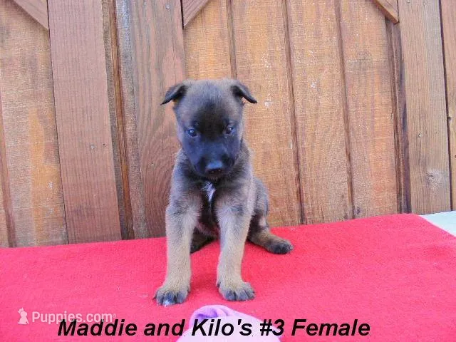 Maddie's #3 Female, a female Belgian Malinois for sale in Konawa, OK – Photo 1 of 8