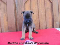 Maddie's #3 Female, a female Belgian Malinois for sale in Konawa, OK – Photo 1 of 8