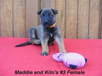 Maddie's #3 Female, a female Belgian Malinois for sale in Konawa, OK – Photo 7 of 8