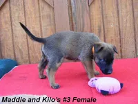 Maddie's #3 Female, a female Belgian Malinois for sale in Konawa, OK – Photo 2 of 8