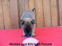 Maddie's #3 Female, a female Belgian Malinois for sale in Konawa, OK – Photo 8 of 8