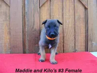 Maddie's #3 Female, a female Belgian Malinois for sale in Konawa, OK – Photo 6 of 8