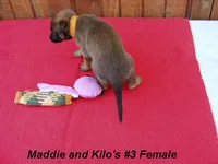 Maddie's #3 Female, a female Belgian Malinois for sale in Konawa, OK – Photo 5 of 8