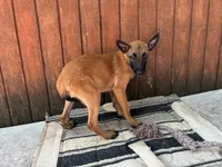 Jewels' Orange female, a female Belgian Malinois for sale in Konawa, OK – 4 of 8