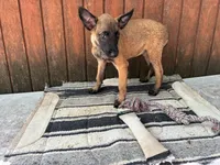 Jewels' Green Female , a female Belgian Malinois for sale in Konawa, OK – 6 of 8