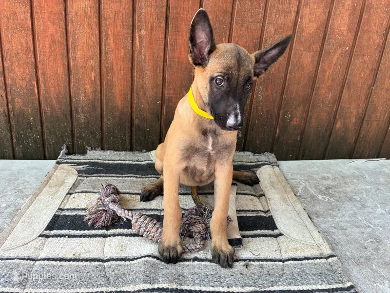 Jewels' yellow female – Belgian Malinois puppy for sale in Konawa, OK