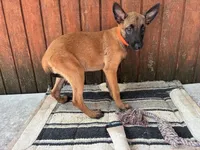 Jewels' Orange female, a female Belgian Malinois for sale in Konawa, OK – 2 of 8