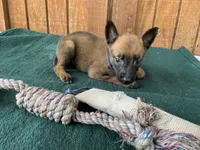 Jewel's Blue Male, a male Belgian Malinois for sale in Konawa, OK – 2 of 6