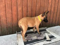 Jewels' yellow female, a female Belgian Malinois for sale in Konawa, OK – 4 of 8