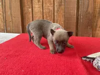 Jewels' Red Female, a female Belgian Malinois for sale in Konawa, OK – 3 of 6