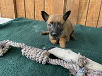 Jewel's Blue Male, a male Belgian Malinois for sale in Konawa, OK – 1 of 6
