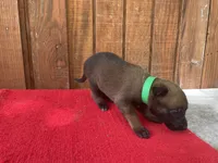 Jewels' Green Female , a female Belgian Malinois for sale in Konawa, OK – 2 of 9