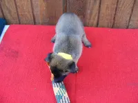 Maddie's #4 Female, a female Belgian Malinois for sale in Konawa, OK – Photo 7 of 8