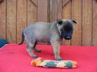 Maddie's #4 Female, a female Belgian Malinois for sale in Konawa, OK – Photo 4 of 8